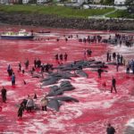 whales