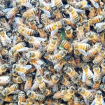 bees