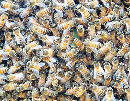 bees