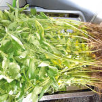 herbs immune