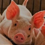 Swine Ogbomoso pork pig farmers
