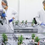 Cannabis College