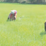 farmers women farmers, NASC