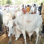 cow producing 10 litres daily, Achida