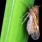 resistant crops
