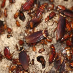 Cockroach