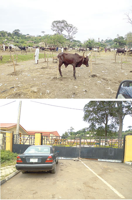 abattoir