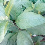 Bitter leaf can contribute to promoting weight loss