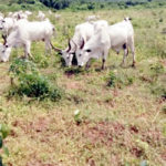 cows