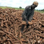 Farmers target high yield with
