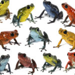 poisonous-frogs
