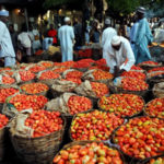 tomato, tomato farmers