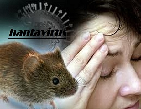 Hantavirus