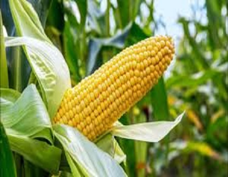 Nigerian farmers to save N9 billion ,Maize Scarcity: Farmers, processors kick against importation, Prices of maize, Maize farmers, MAAN Anchor Borrowers
