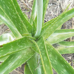 How aloe vera can improve your health, irregular menses, aloe vera, type 2 diabetes, Antifungal creams with aloe vera