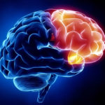 brain, nootropics