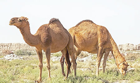camels