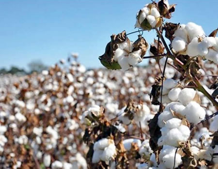 Textile and Cotton