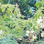 N100bn Annually from Moringa