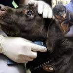 pet Covid