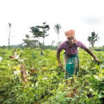 women WEPAN ginger production, Bauchi, farmers, ARMTI trains Kwara women farmers, OCP, Small holder farmers