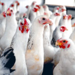 power, broiler, PAN, price of broiler