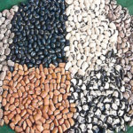 beans COWPEA, PBR cowpea, IAR, AATF, stewardship committee for PBR cowpea
