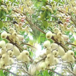 Malay apple