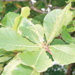 herbal drops for coughs