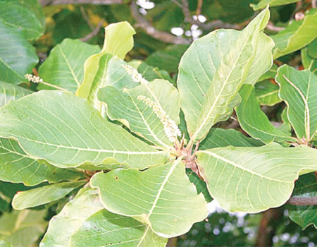 herbal drops for coughs
