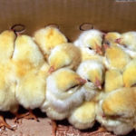 breeding farm, breeder farm, breeder's pen