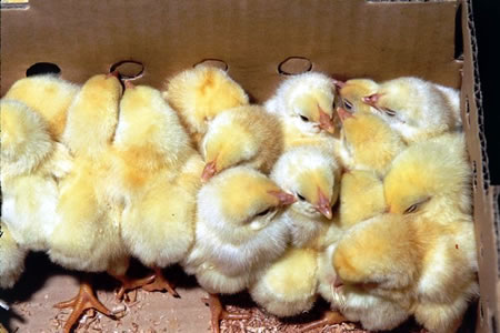 breeding farm, breeder farm, breeder's pen