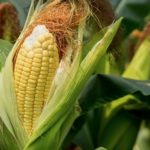 Farmers mull adoption, FG approves release, maize shortage farmers