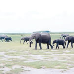 GEIL , endangered animal species, biodiversity, endangered animal, animal species, Africa protected Areas Congress