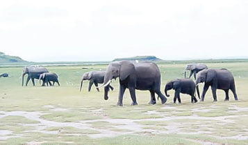GEIL , endangered animal species, biodiversity, endangered animal, animal species, Africa protected Areas Congress