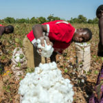 cotton