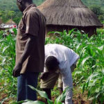 farmers, COVID-19, CBN, Anchor Borrower Scheme, fud, maize farmers