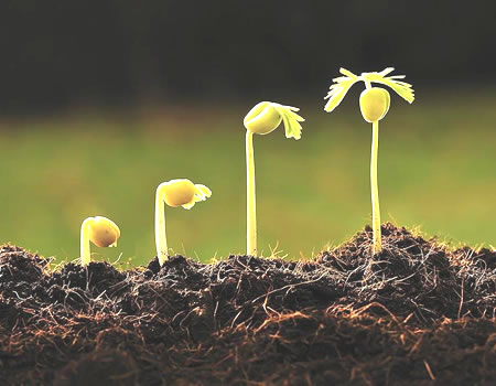 plant health