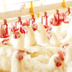 Heifer Coccidiosis poultry Bird flu