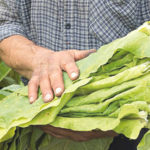 Tobacco leaves,
