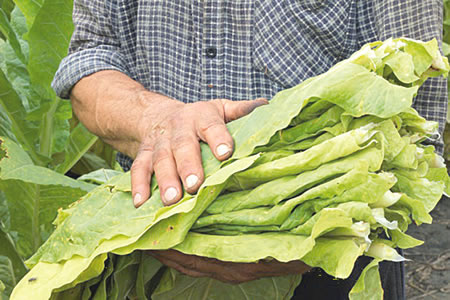 Tobacco leaves,