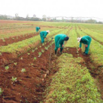 Climate information vital to agriculture ― Oyo farmers, federal cares support unit, FAO targets vulnerable people, 15 million farmers to be empowered , Farm Estate: Imo govt , Farmers urge FG to create, Firm pays insurance claim, Cooperative farmers, OCP, farmers, kwara, harvest