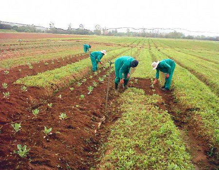 Rainy season farming: FAO targets 296,000 vulnerable people in five states