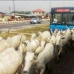 cattle roads