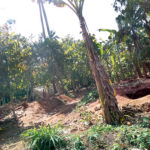 Four illegal miners