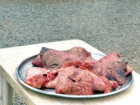 Tuberculosis, red meat