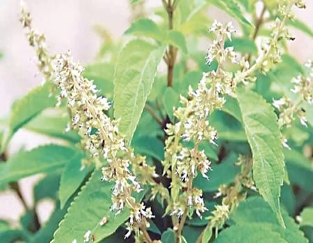 scent leaf