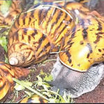Costus afer snail