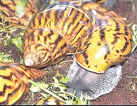 Costus afer snail