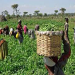 Agric value chain expansion, Agric post-harvest strengthen BOA, Commodity association, AATF, AUDA-NEPAD, Africa, agriculture